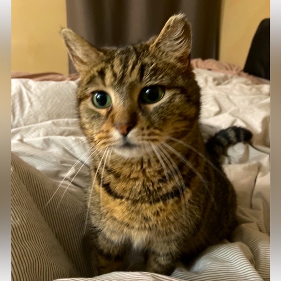 Meet your Posher, Mina , Albert & Baby - Picture 9 of 10